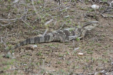 Kertenkele gözlemle, Varanus cinsinde büyük bir kertenkele, Afrika 'nın çalılıklarında sürünüyor.