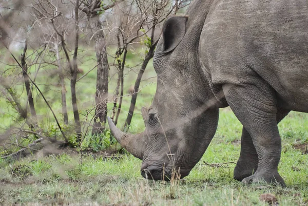 Breitmaulnashorn Ceratotherium Simum Weidet Dichten Afrikanischen Busch — Stockfoto