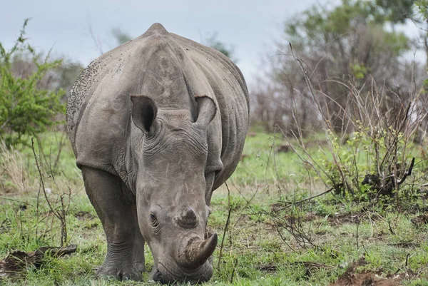 Nosorożec Biały Lub Nosorożec Kwadratowy Ceratotherium Simum Wypas Gęstym Krzaku — Zdjęcie stockowe