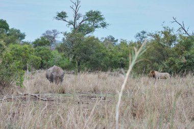 Beyaz gergedan ya da kare dudaklı gergedan, Ceratotherium simum, sık Afrika çalılarında otluyor.