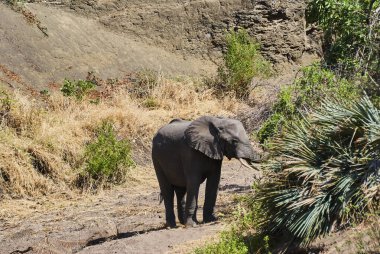Büyük Afrika fili Loxodonta, Afrika çalılarının kurak arazisinde duruyor.