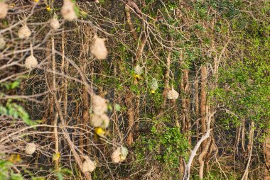 Afrika 'nın çalılıklarında asılı narin dokumacı kuş yuvaları