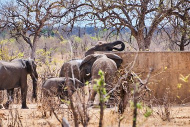 Afrika fili Loxodonta, Güney Afrika 'nın sıcak ve kurak bir bölgesinde büyük beton su havzasından su içiyor.
