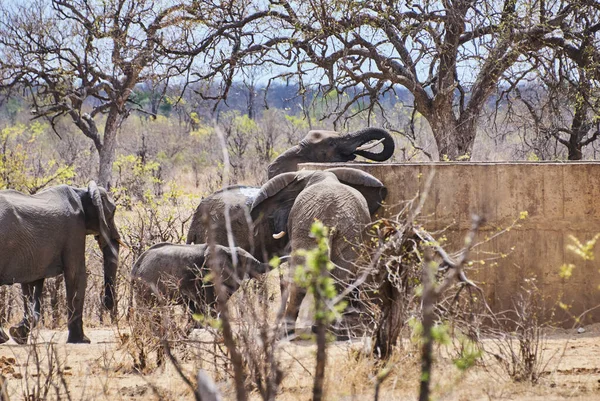 Elefante Africano Loxodonta Bebendo Grande Bacia Água Concreto Uma Área — Fotografia de Stock