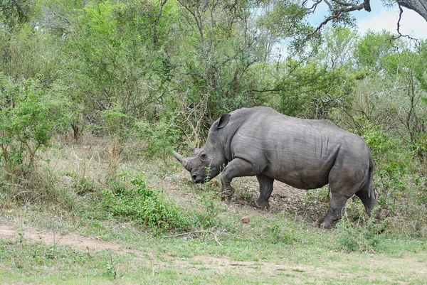 Nosorożec Biały Lub Nosorożec Kwadratowy Ceratotherium Simum Wypas Gęstym Krzaku — Zdjęcie stockowe