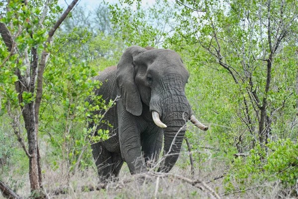 Toro Elefante Africano Grande Loxodonta Parado Paisaje Árido Del Arbusto — Foto de Stock