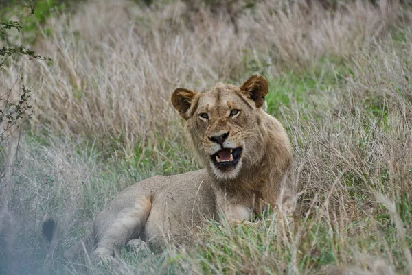 Lion Afrique Dans Son Habitat Naturel Dans Brousse — Photo