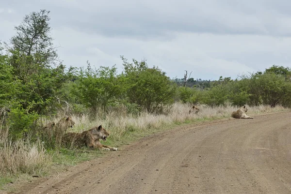 Африканский Лев Естественной Среде Обитания Кустах — стоковое фото