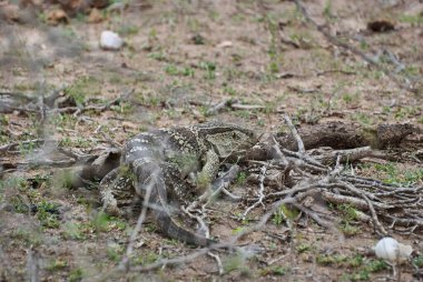 Kertenkele gözlemle, Varanus cinsinde büyük bir kertenkele, Afrika 'nın çalılıklarında sürünüyor.