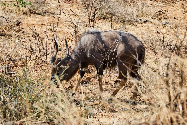 Strong Proud Nyala Bull Tragelaphus Angasii Spiral Horned Antelope Native — 图库照片