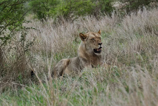 Африканский Лев Естественной Среде Обитания Кустах — стоковое фото