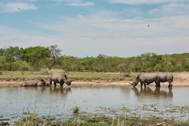 Beyaz gergedan ya da kare dudaklı gergedan, Ceratotherium simum, sosyalleşiyor ve Afrika 'da bir su birikintisinde banyo yapıyor.