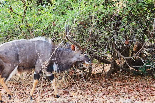 Nyala Taureau Fort Fier Tragelaphus Angasii Est Une Antilope Cornes — Photo
