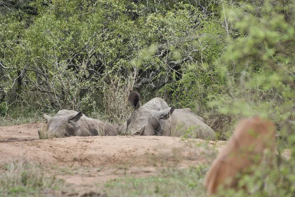 White Rhinoceros Square Lipped Rhinoceros Ceratotherium Simum Having Mud Bath — Fotografia de Stock