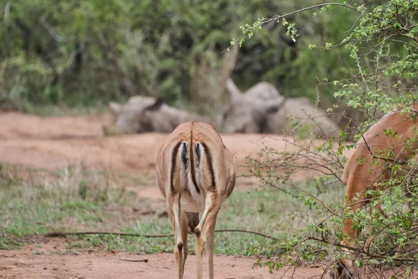 Troupeau Impala Aepyceros Melampus Une Antilope Taille Moyenne Trouvée Afrique — Photo
