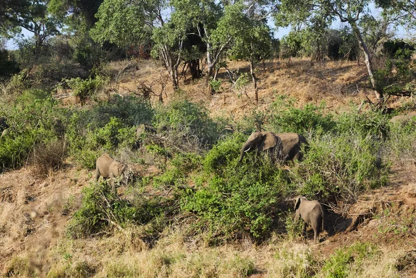 Herd African Elephants Loxodonta Casually Walking Alothrough Bush African Landscape — Stock Photo, Image