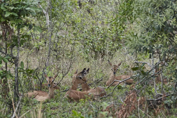 Herd Impala Aepyceros Melampus Medium Sized Antelope Found Eastern Southern — Fotografia de Stock