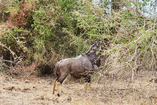 Strong Proud Nyala Bull Tragelaphus Angasii Spiral Horned Antelope Native — 图库照片