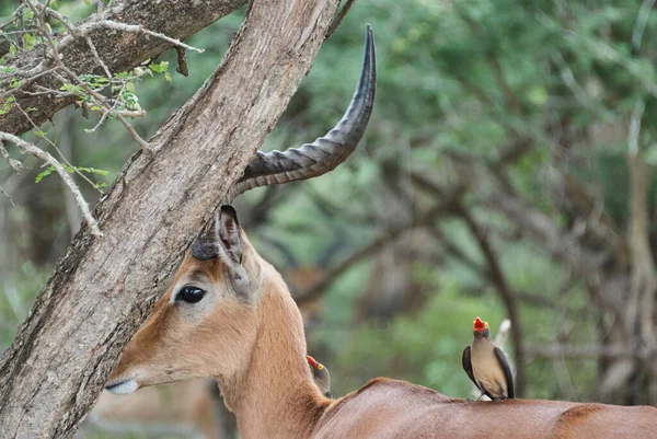 임팔라 Aepyceros Melampus 아프리카 동부와 남부에서 발견되는 크기의 영양이다 아프리카 — 스톡 사진