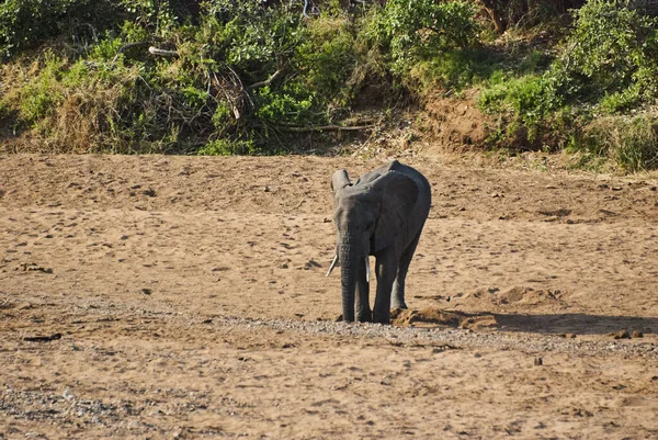 African Elephant Loxodonta Standing Dry River Bed African Bush — стоковое фото