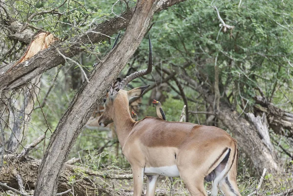 Impala Aepyceros Melampus Medium Sized Antelope Found Eastern Southern Africa — 图库照片