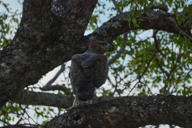 Dövüş Kartalı, Polemaetus bellicosus, Güney Afrika 'da yaşayan büyük bir kartaldır.