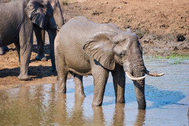 Afrika filleri sürüsü Loxodonta, Afrika 'da bir su birikintisinde toplanıyor.