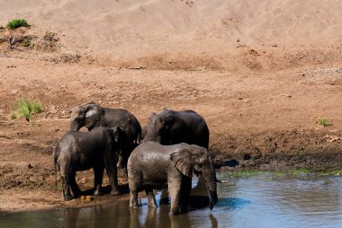 Afrika filleri sürüsü Loxodonta, Afrika 'da bir su birikintisinde toplanıyor.