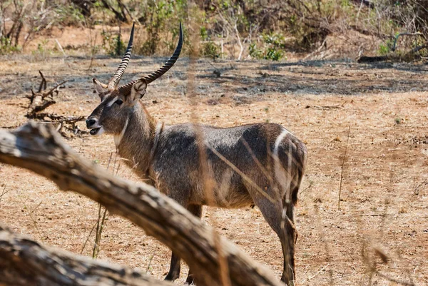 Male Ellipsiprymnus Waterbuck Kobus Ellipsiprymnus Large Grey Antelope Big Horns — 图库照片