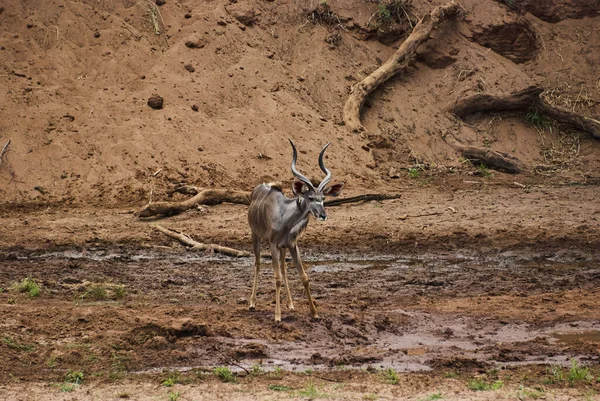 大羚羊 Tragelaphus Strepsiceros 是一种大型林地羚羊 分布在整个东部和南部非洲 大公牛 有大软木塞螺钉角 — 图库照片