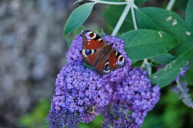 Aglais io, Avrupalı tavus kuşu, yaygın olarak bilinen tavus kuşu kelebeği, yazın leylak, kelebek çalısı veya güneşli bir günde Buda Daviddii ile beslenir..