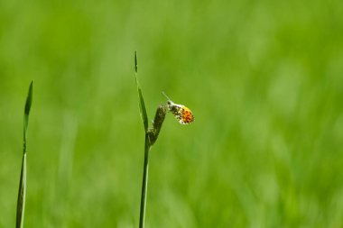 Anthocharis kakuminleri, turuncu uçlu, Pieridae familyasından bir kelebek türü.