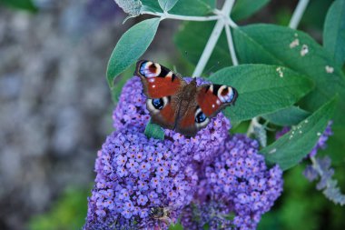 Aglais io, Avrupalı tavus kuşu, yaygın olarak bilinen tavus kuşu kelebeği, yazın leylak, kelebek çalısı veya güneşli bir günde Buda Daviddii ile beslenir..