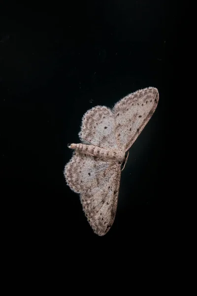 Polilla Blanca Con Alas Extendidas Una Ventana Vidrio —  Fotos de Stock