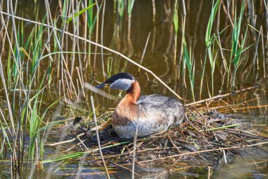 Büyük ibikli yunus, Podiceps kristali, özenle hazırlanmış çiftleşme görüntüsüyle tanınan bir su kuşudur.