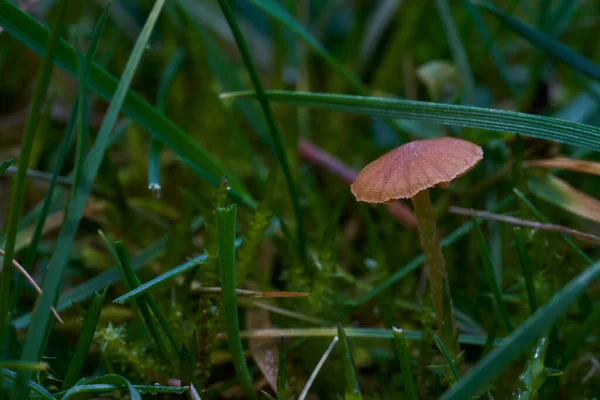 庭で草の中に生えている小さな茶色のキノコの近くに — ストック写真