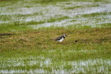 Kuzey kanadı, Vanellus Vanellus, aynı zamanda çiş ya da kalay, tuit ya da tew, yeşil yağmurluk, ya da pyewipe, ya da sadece bir sulak arazide kanat çırpma