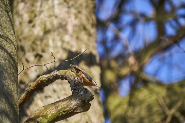 Sitta europae, uzun gagalı, mavi gri üst kısımları ve Avrupa 'nın her yerinde siyah bir göz çizgisi reklamı bulunan kısa kuyruklu küçük bir kuş türüdür.