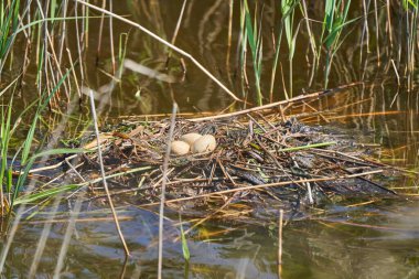Podiceps kristali, büyük bir ibikli yumurta yuvasıyla özenle hazırlanmış çiftleşme görüntüsüyle tanınan bir su kuşudur.