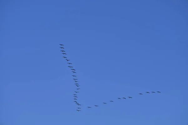 Common Cranes Grus Grus Migrating South Typical Formation Summer High — Stockfoto