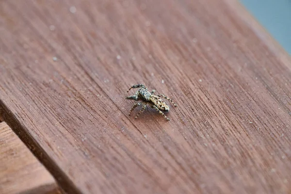 Close Uma Aranha Saltitante Pequena Peluda Sentada Uma Superfície Madeira — Fotografia de Stock