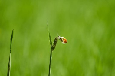 Anthocharis kakuminleri, turuncu uçlu, Pieridae familyasından bir kelebek türü.