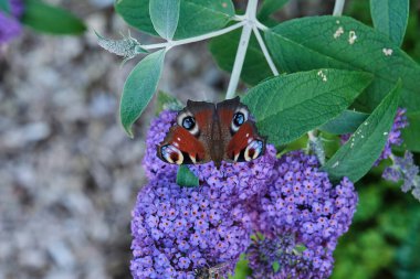 Aglais io, Avrupalı tavus kuşu, yaygın olarak bilinen tavus kuşu kelebeği, yazın leylak, kelebek çalısı veya güneşli bir günde Buda Daviddii ile beslenir..