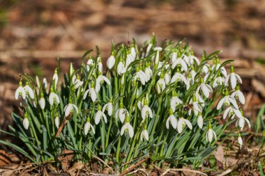 Galanthus ya da kar damlası, kar altında büyüyen küçük çan şeklindeki kış çiçeğidir.