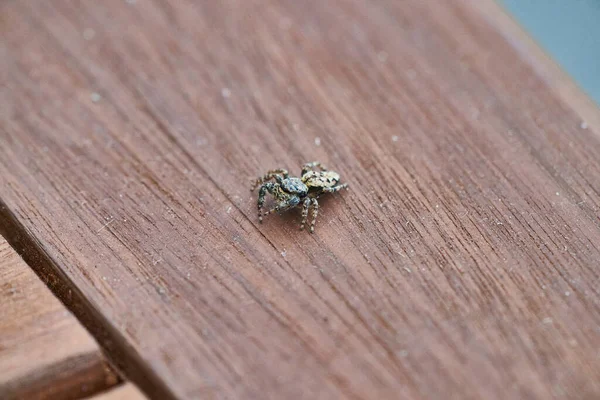 Zblízka Malý Chlupatý Skákající Pavouk Sedící Dřevěném Povrchu — Stock fotografie