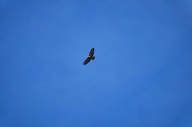 Buteo ya da Buzzard, oldukça büyük yırtıcılar. Güçlü bir vücudu ve geniş kanatları var. Mavi gökyüzünde süzülüp avlarını arıyorlar.