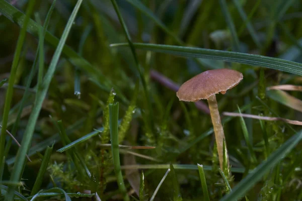 庭で草の中に生えている小さな茶色のキノコの近くに — ストック写真