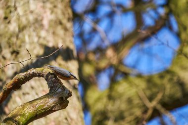 Sitta europae, uzun gagalı, mavi gri üst kısımları ve Avrupa 'nın her yerinde siyah bir göz çizgisi reklamı bulunan kısa kuyruklu küçük bir kuş türüdür.