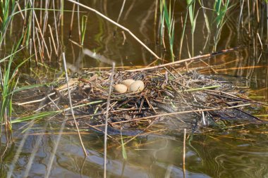 Podiceps kristali, büyük bir ibikli yumurta yuvasıyla özenle hazırlanmış çiftleşme görüntüsüyle tanınan bir su kuşudur.