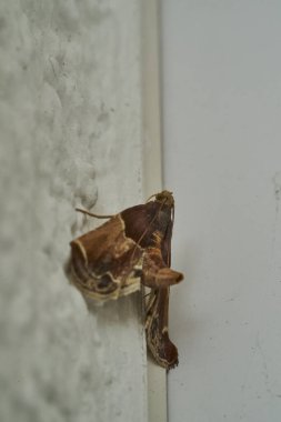 Beyaz bir evin duvarında oturan kahverengi güve..